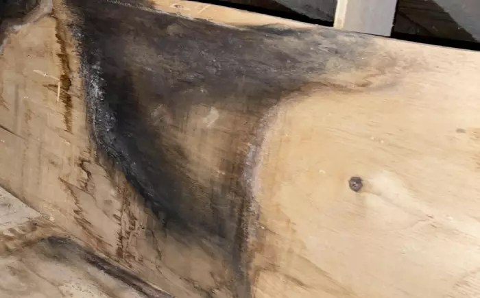 mold growth on attic plywood